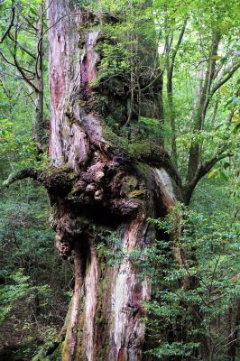 樹齢1000年 – ウッドペンクラフト